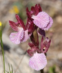 Anacamptis papilionacea grandiflora