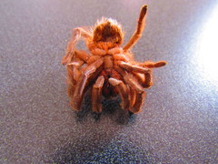 Aphonopelma caniceps
