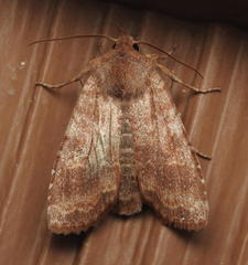 Lithophane semiusta