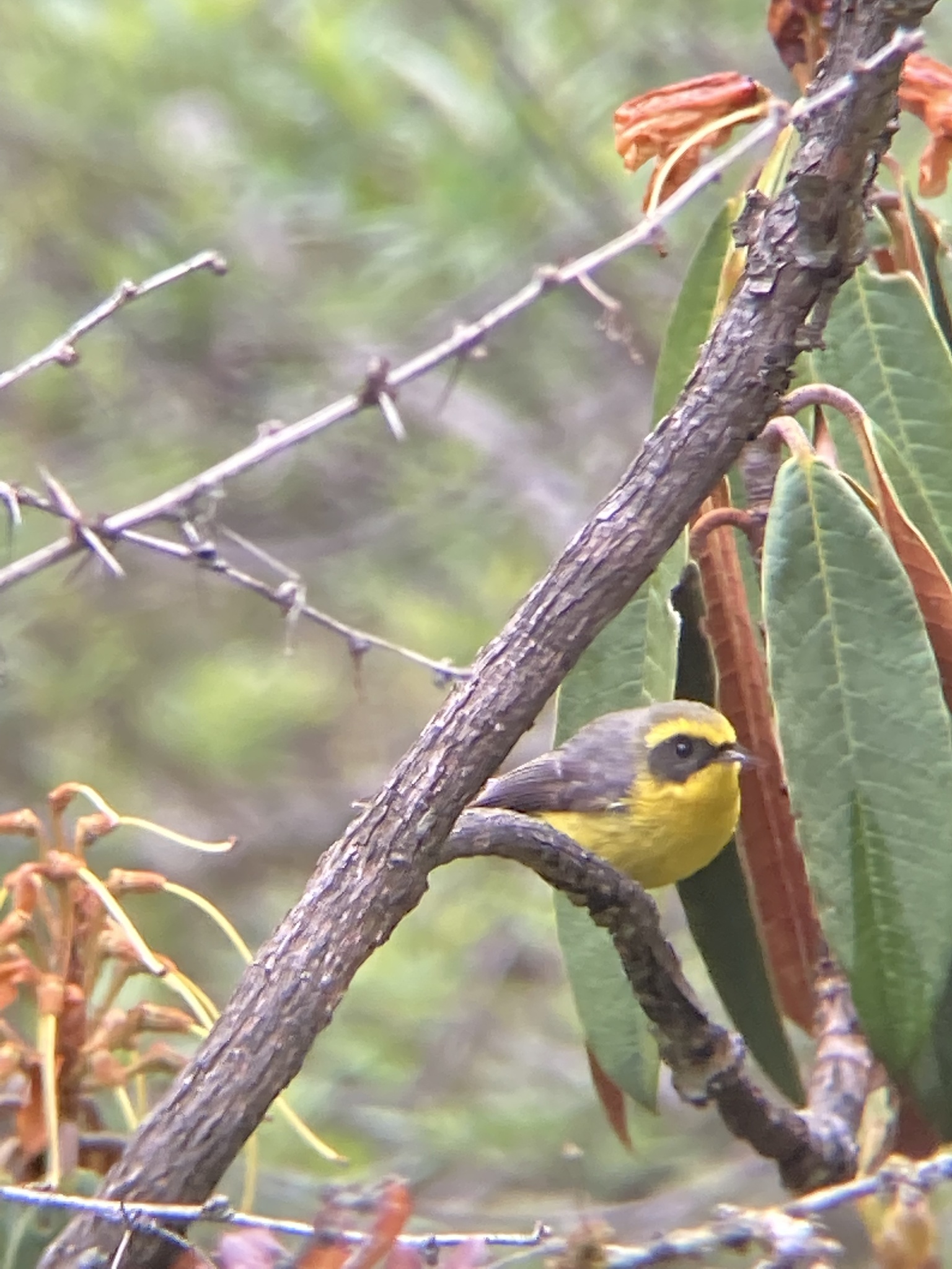 Yellow-bellied Fantail