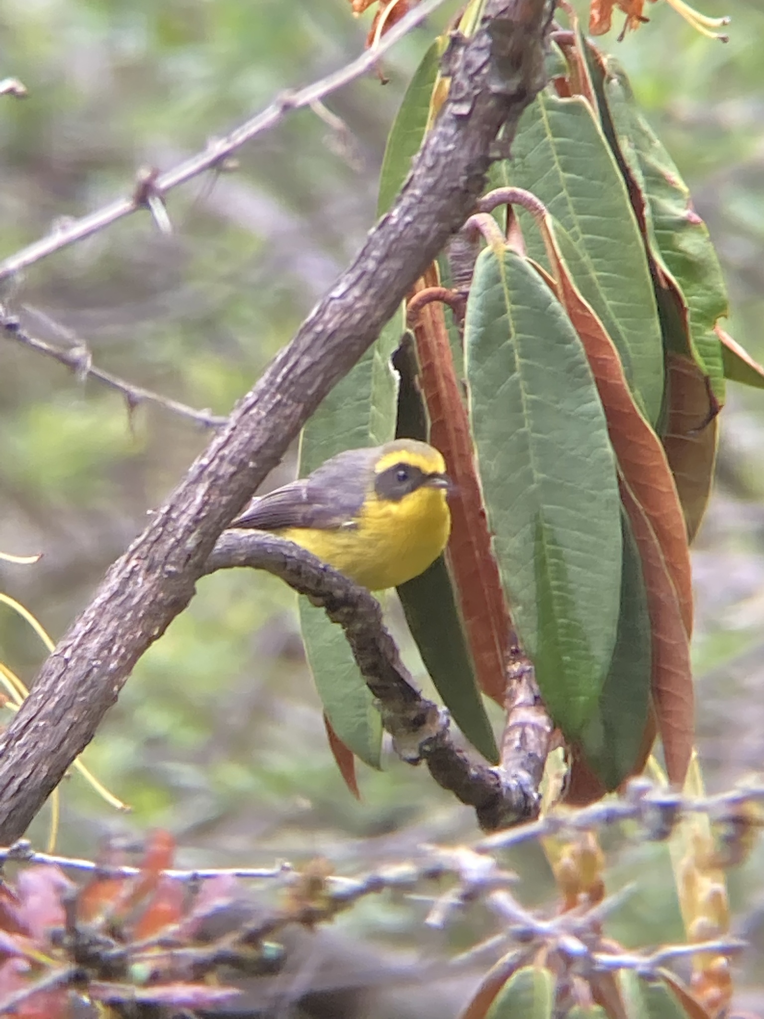 Yellow-bellied Fantail