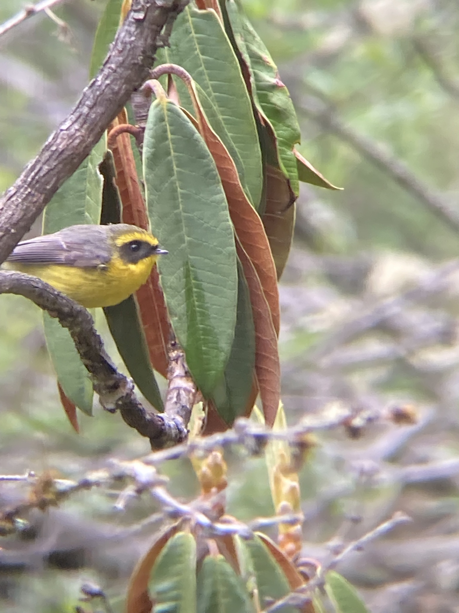 Yellow-bellied Fantail