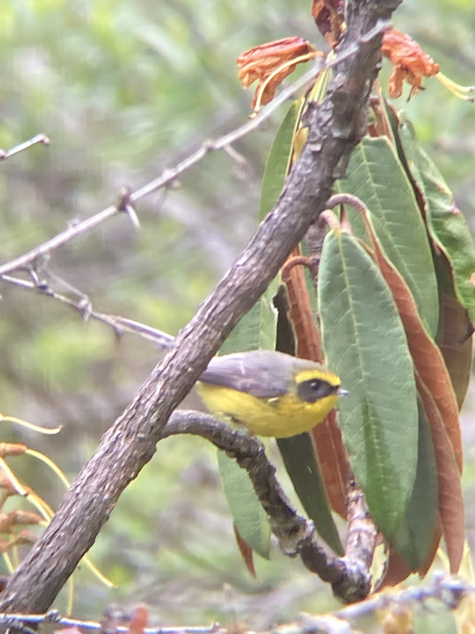 Yellow-bellied Fantail