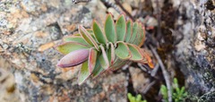 Veronica gibbsii