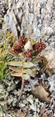 Veronica gibbsii