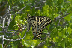 Papilio machaon