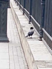 Corvus cornix