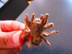 Aphonopelma caniceps