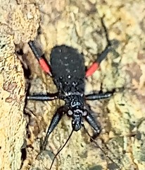 Microtomus purcis