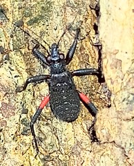 Microtomus purcis