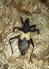 Microtomus purcis