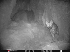 Hyaena hyaena