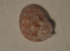 Tricolia pullus