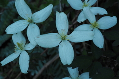 Clematis montana