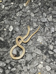 Sonora taylori