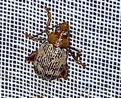 Blepharida