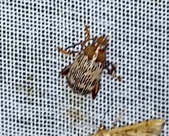 Blepharida