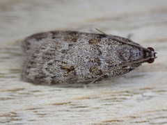 Scoparia pyralella