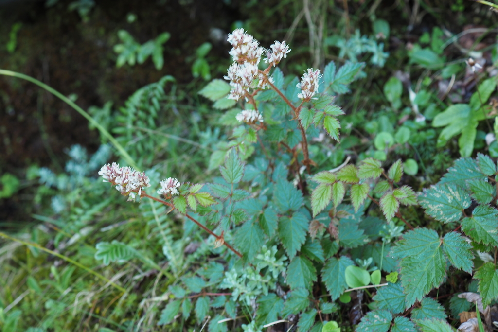 Astilbe longicarpa (Astilbe longicarpa)
