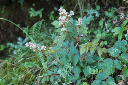 Astilbe longicarpa (Astilbe longicarpa)