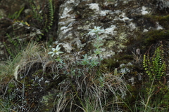 Leontopodium microphyllum