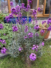 Erysimum linifolium