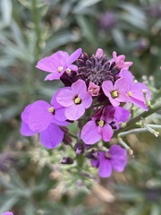 Erysimum linifolium