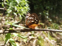 Paralethe dendrophilus