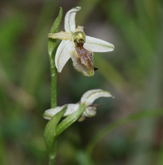Ophrys exaltata