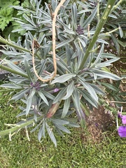 Erysimum linifolium