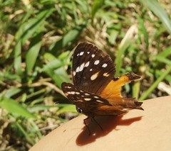 Paralethe dendrophilus