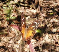 Paralethe dendrophilus