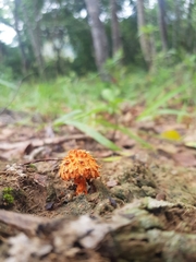 Agaricus crocopeplus