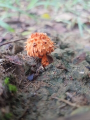 Agaricus crocopeplus