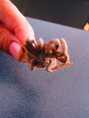 Aphonopelma caniceps