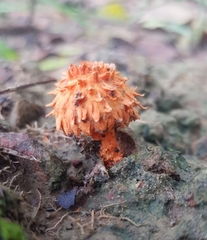 Agaricus crocopeplus