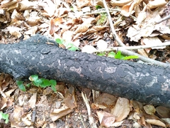 Biscogniauxia nummularia