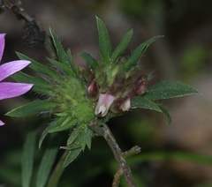 Anthyllis vulneraria maura