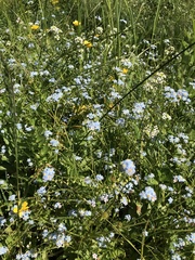 Myosotis secunda