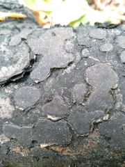 Biscogniauxia nummularia