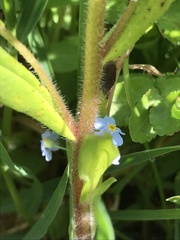 Myosotis secunda