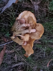 Armillaria luteobubalina