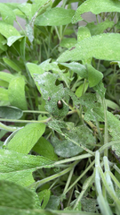 Chrysolina americana