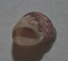 Tricolia pullus