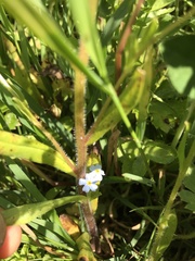 Myosotis secunda
