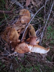 Armillaria luteobubalina
