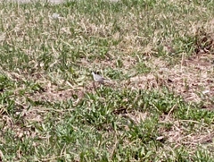 Motacilla alba