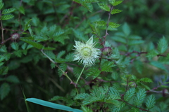 Rubus pungens oldhamii