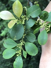 Ilex goshiensis