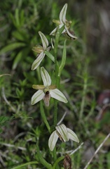 Ophrys exaltata
